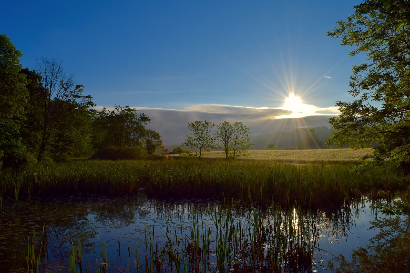 Nikon D3300 sample photo. Wetlands, nature, trees photography