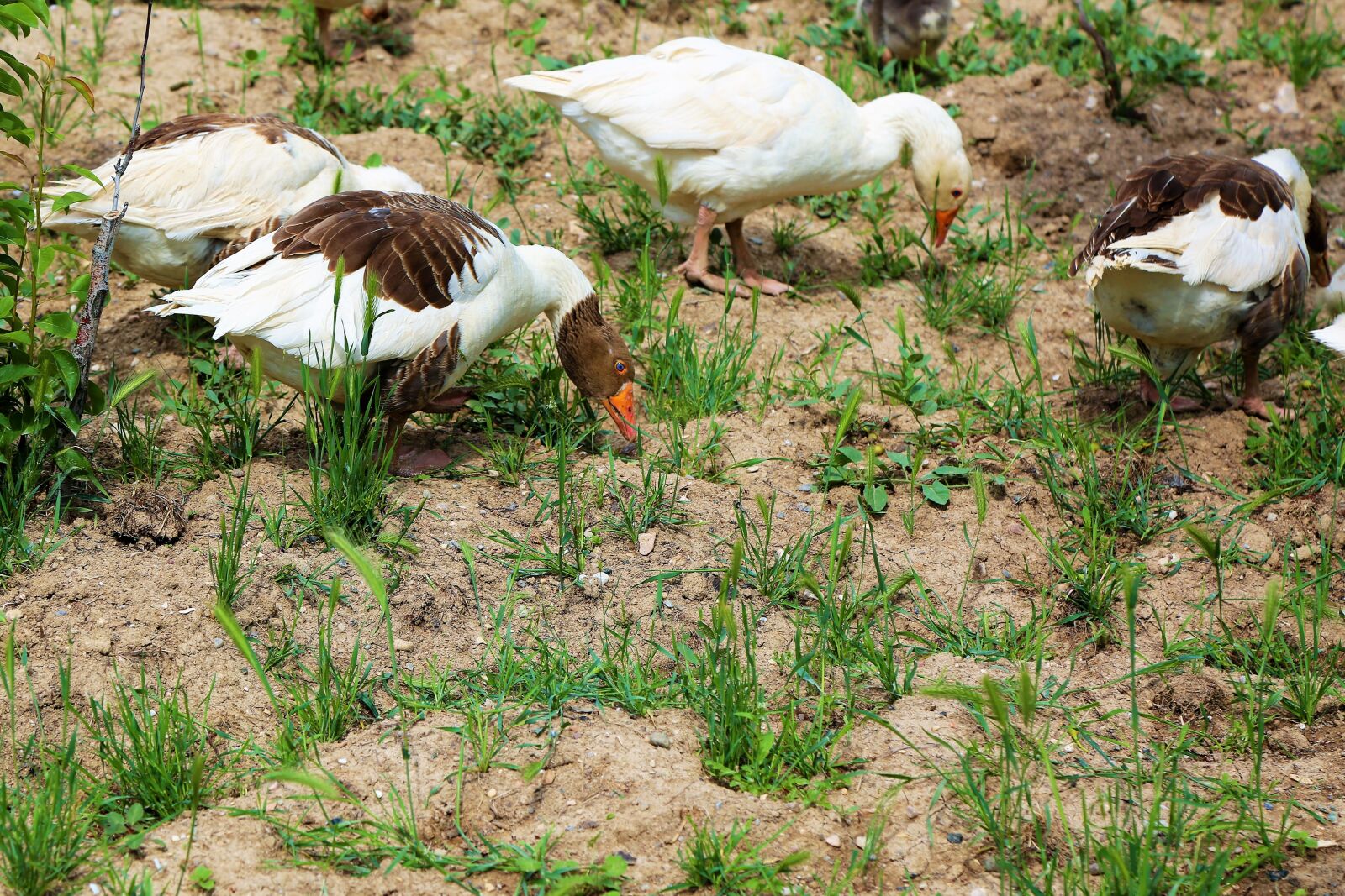 Canon EOS 5D Mark III sample photo. Goose, animal, nature photography