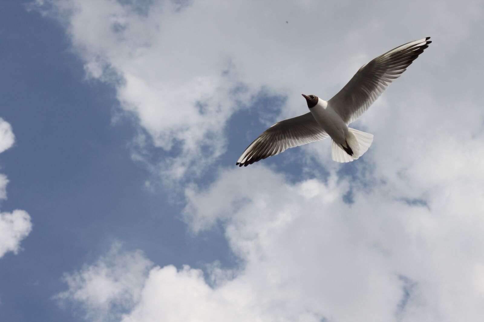 Canon EOS 500D (EOS Rebel T1i / EOS Kiss X3) sample photo. Volga, seagull, clouds photography