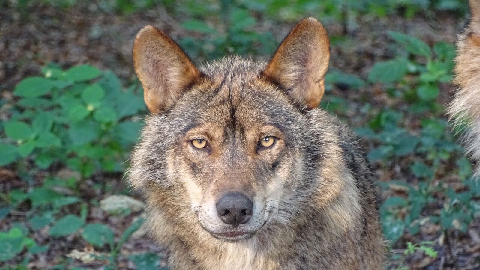 Sony Cyber-shot DSC-HX400V sample photo. Wolf, iberian wolf, subspecies photography