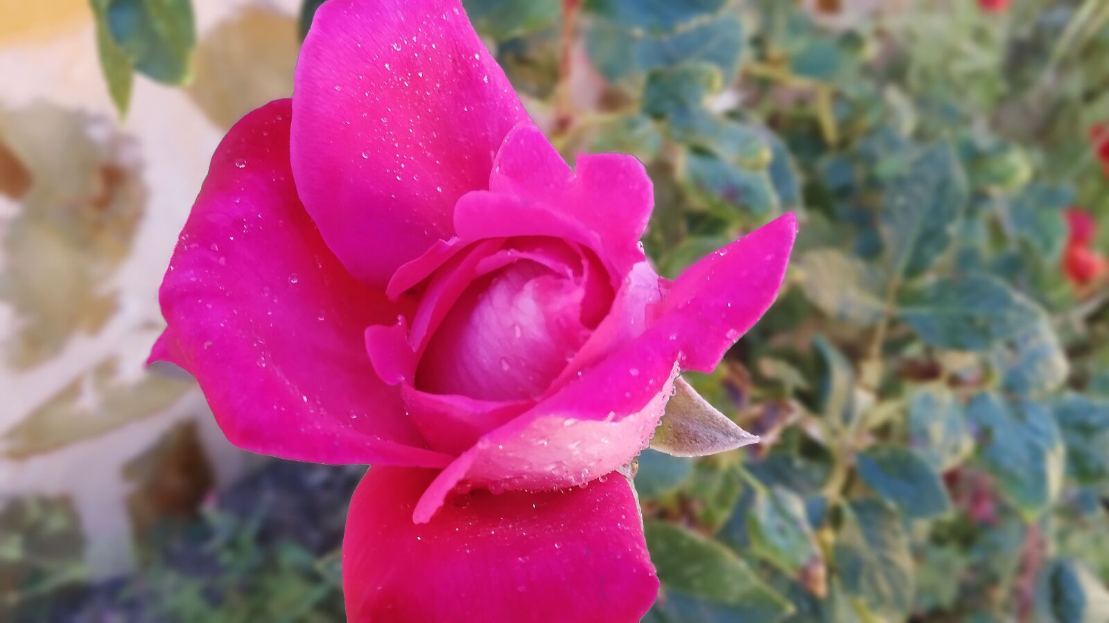Xiaomi Redmi 7 sample photo. Rosa, flor, naturaleza photography