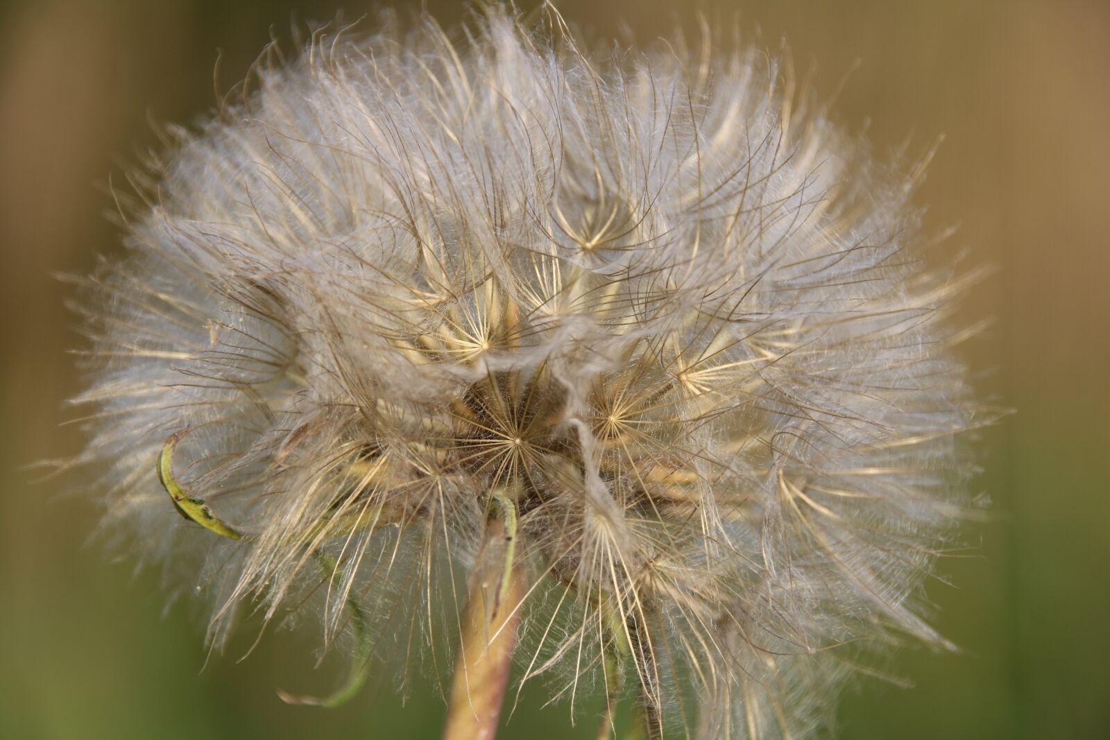 Canon EOS 760D (EOS Rebel T6s / EOS 8000D) sample photo. Nature, makro, summer photography