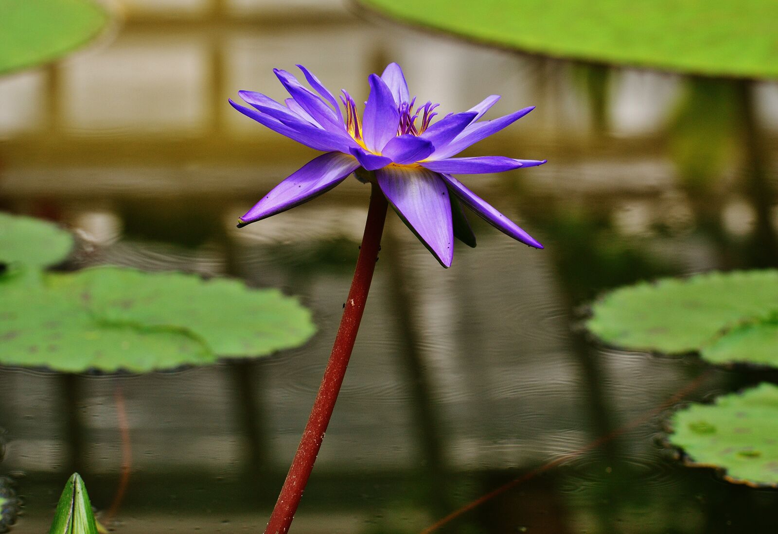 Nikon D3200 sample photo. Water lily, water, bud photography