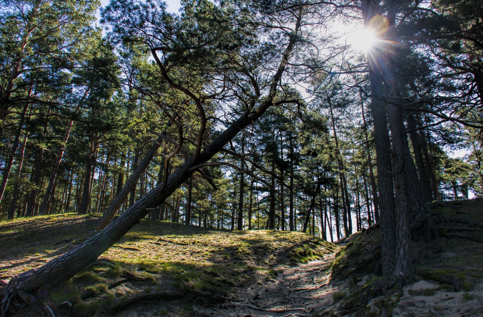 Nikon D3300 sample photo. Sun, forest trail, pine photography