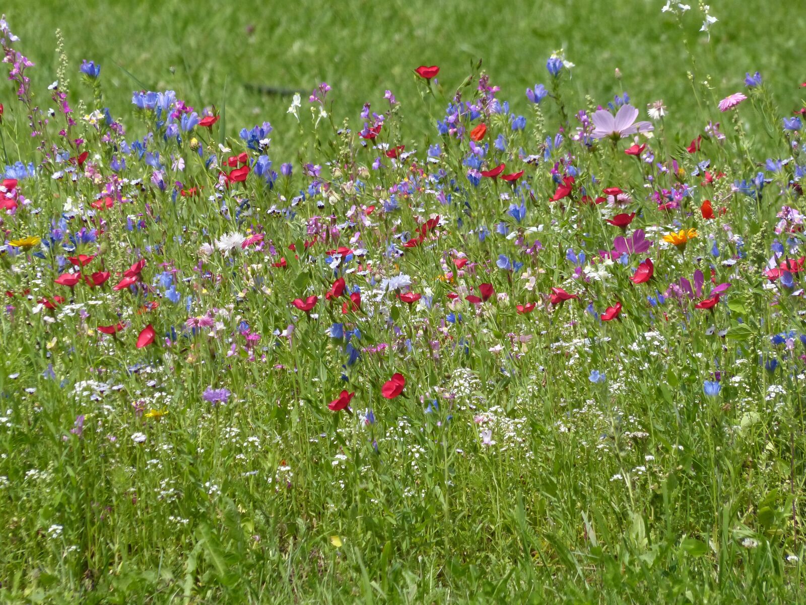 Panasonic Lumix DMC-FZ200 sample photo. Flower meadow, wildflowers, nature photography