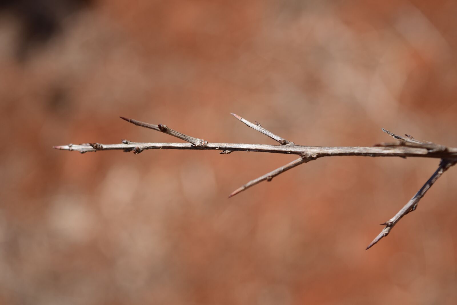 Nikon D3300 sample photo. Branch, arid, wood photography