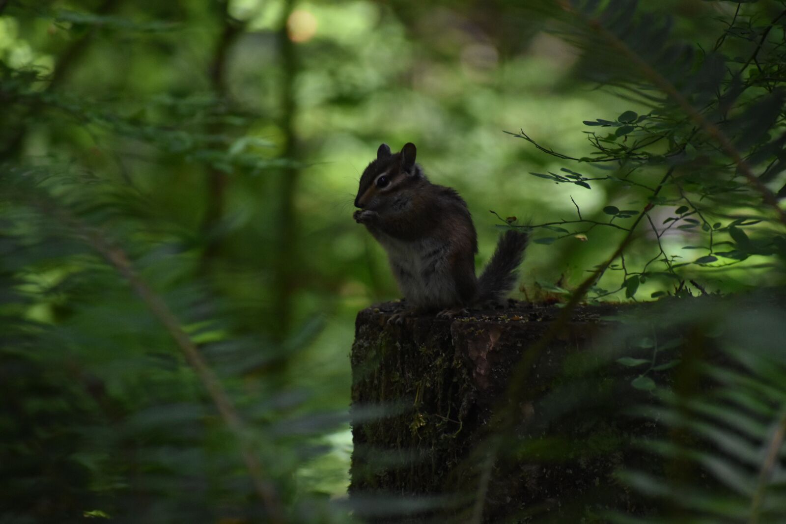 Nikon D3500 sample photo. Chipmunk, squirrel, rodent photography