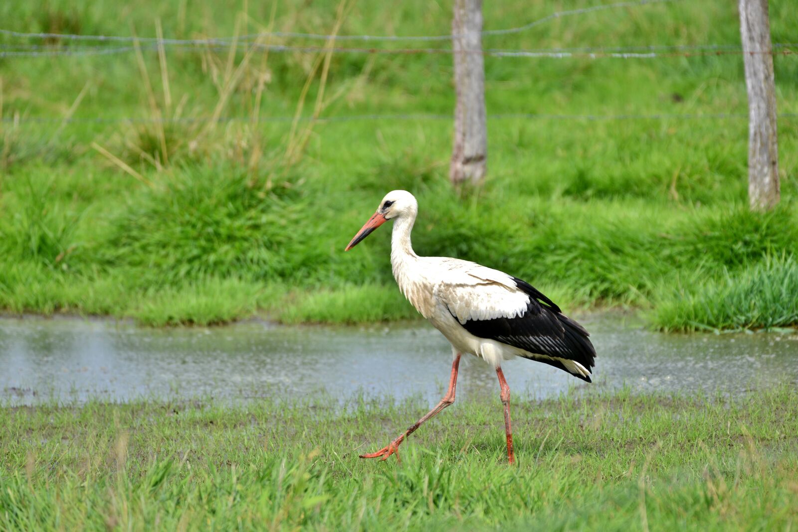 Nikon D600 sample photo. Stork, bird, baby photography