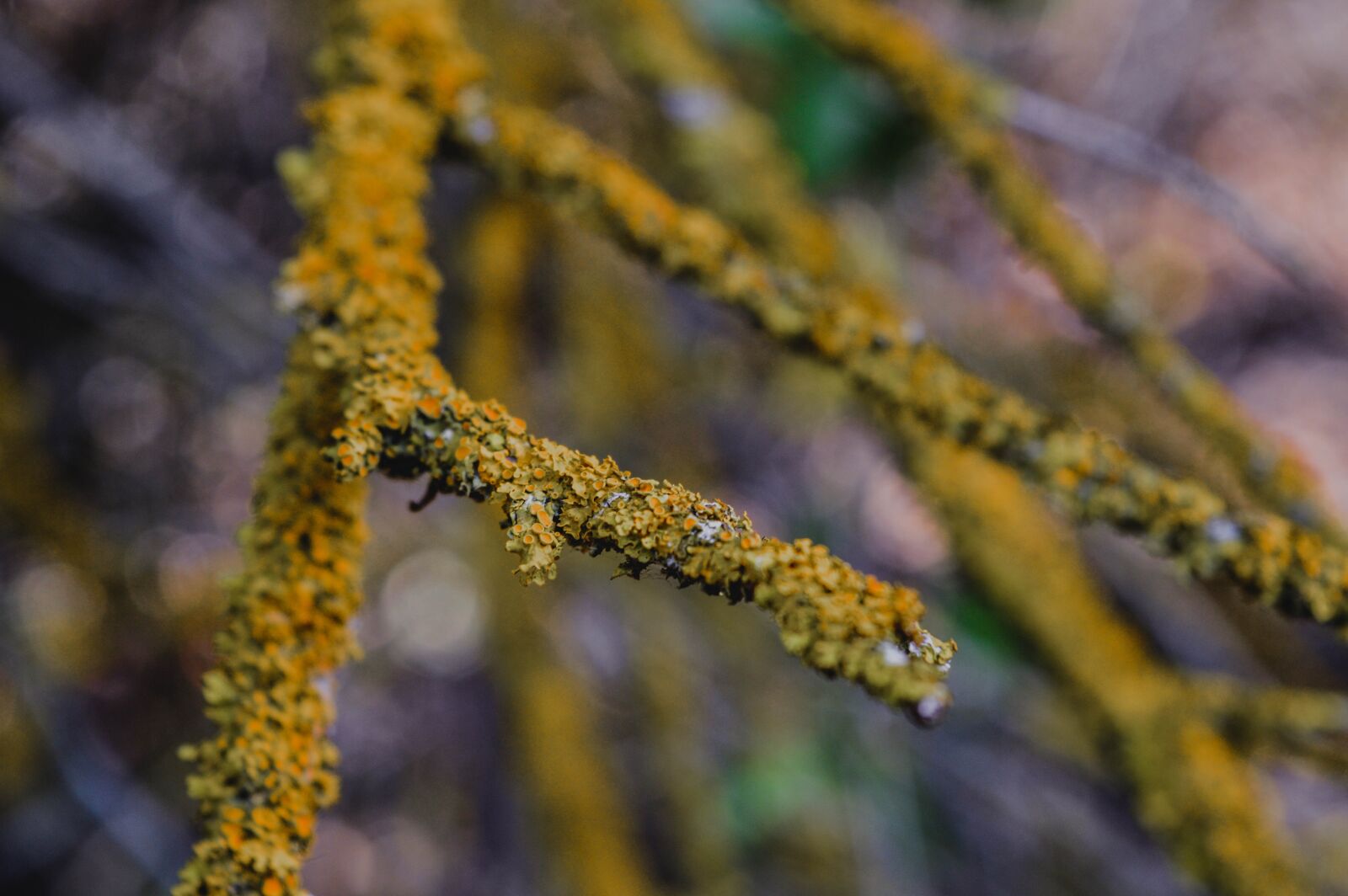 Nikon D3200 sample photo. Branch, label macro, macro photography