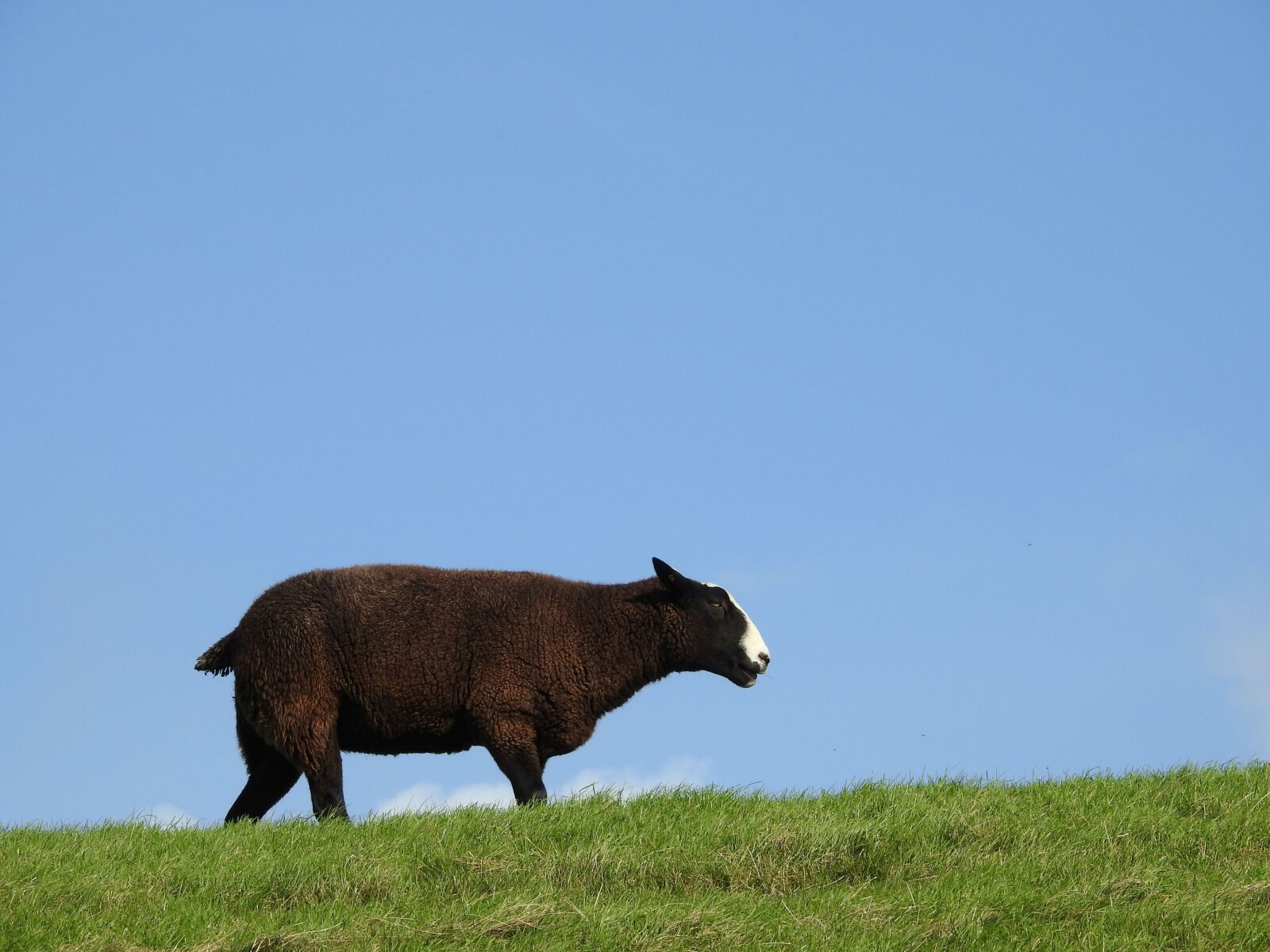Nikon Coolpix P900 sample photo. Sheep, black, black sheep photography