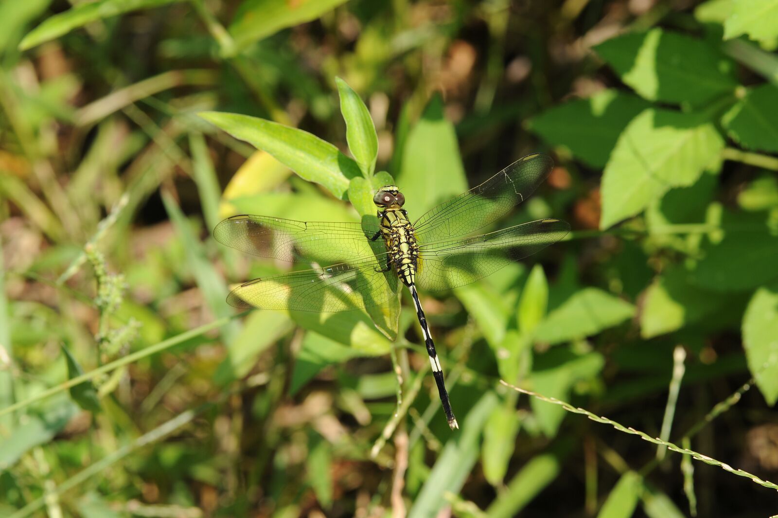 Nikon D700 sample photo. Plant, green, dragonfly photography