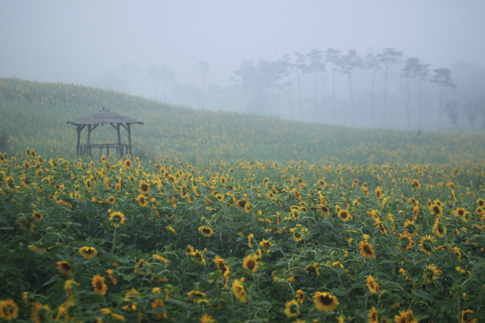 Canon EOS 500D (EOS Rebel T1i / EOS Kiss X3) sample photo. Sunflower, sunflower fields, nature photography