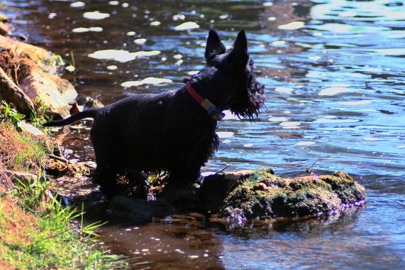 Canon EOS 350D (EOS Digital Rebel XT / EOS Kiss Digital N) sample photo. Dog, river, pose photography