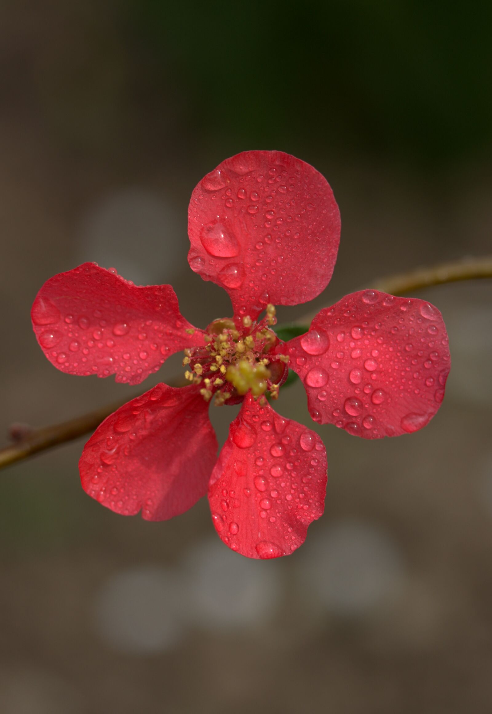 Canon EF-S 60mm F2.8 Macro USM sample photo. Flower, pink, peach photography