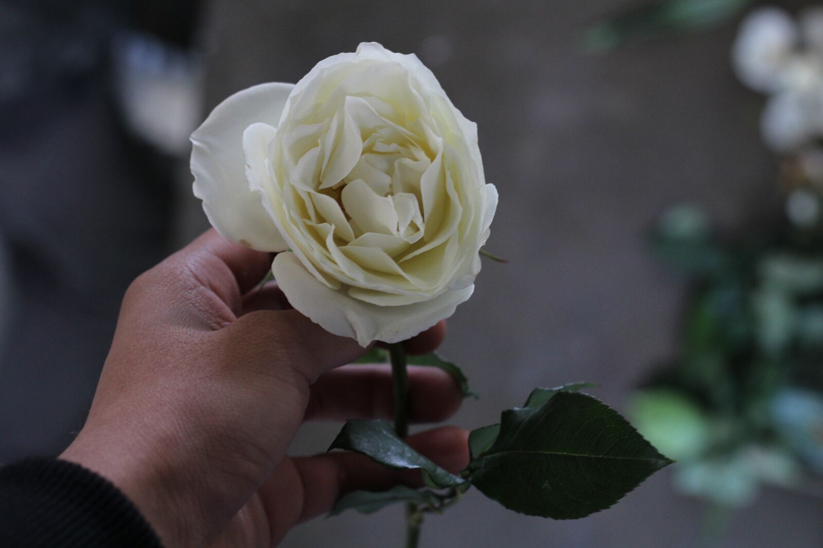 Canon EOS 1200D (EOS Rebel T5 / EOS Kiss X70 / EOS Hi) sample photo. Rosa, white, delicate flowers photography