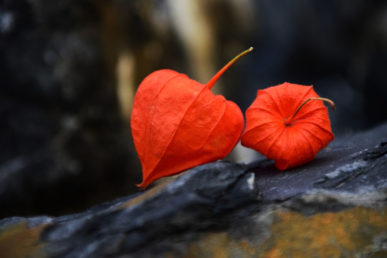 Nikon D3300 sample photo. Lampionblume, physalis alkekengi, lantern photography