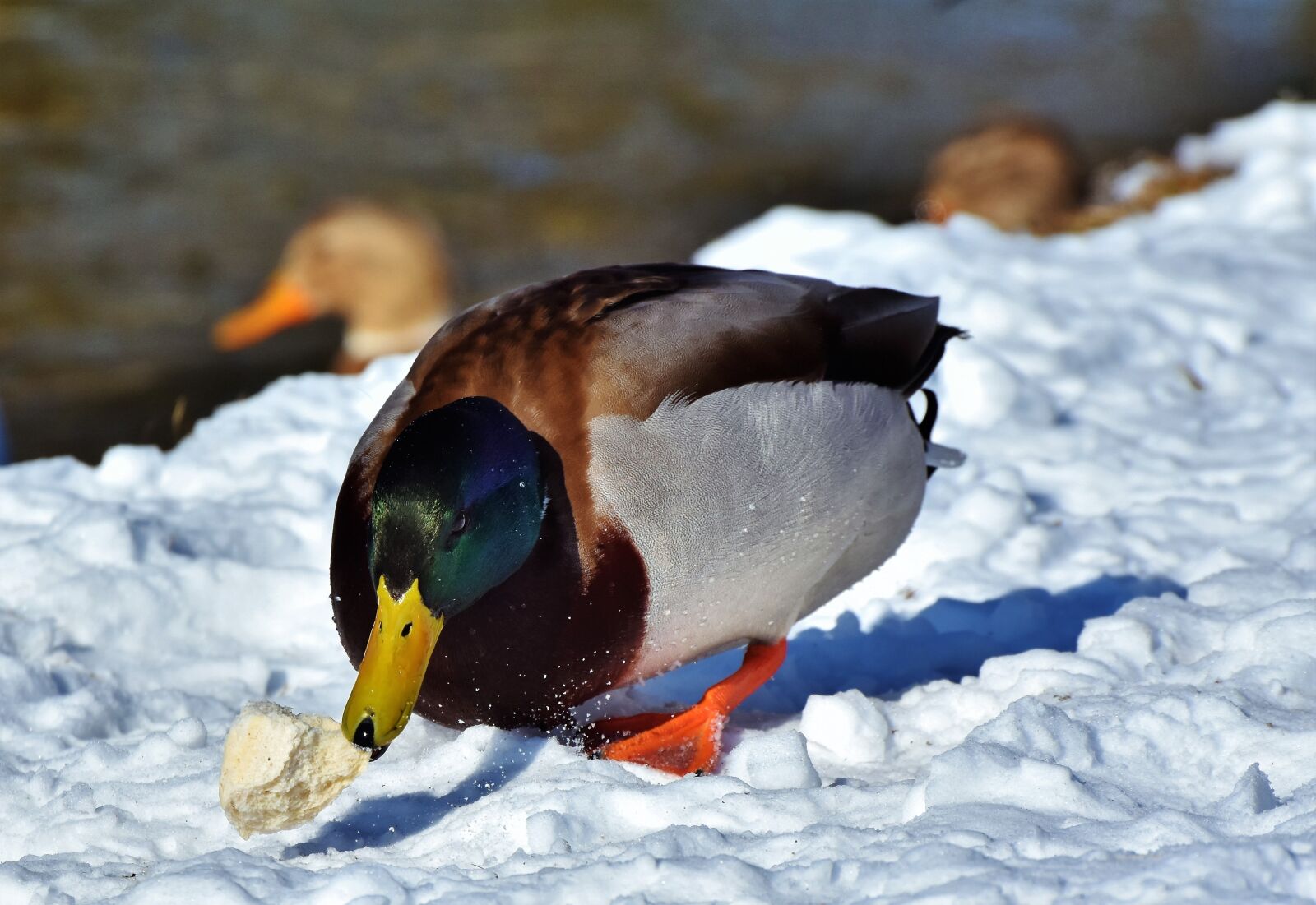 Nikon D7200 sample photo. Duck, drake, water bird photography