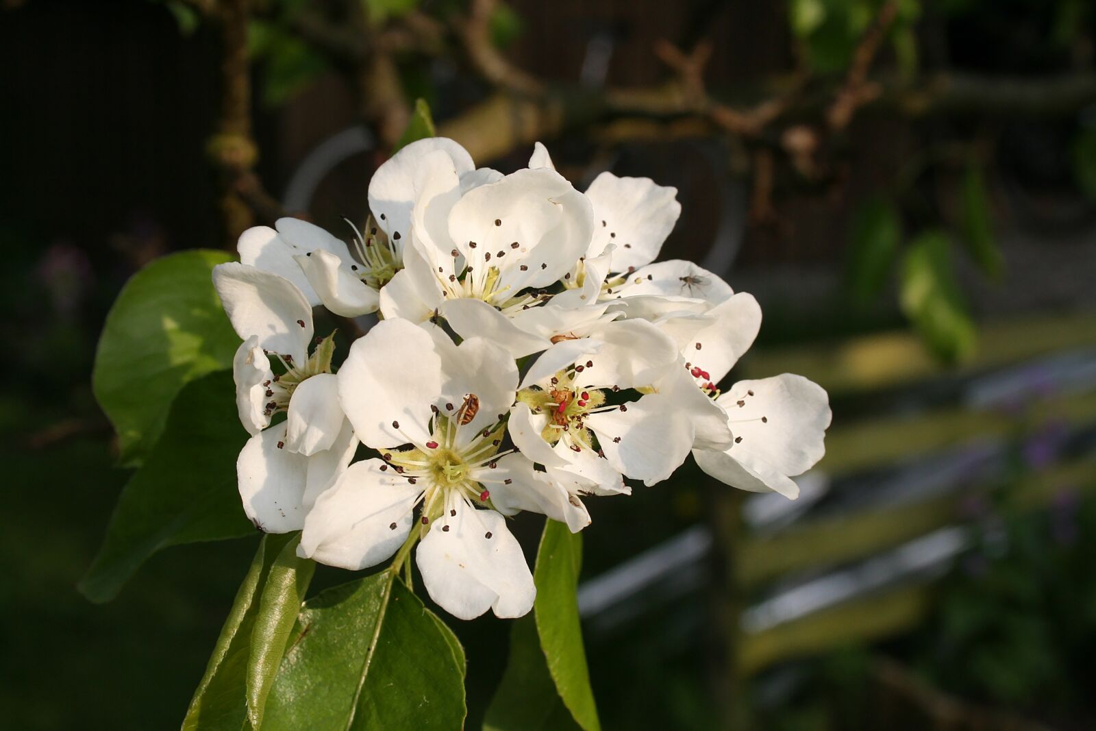 Canon EOS 350D (EOS Digital Rebel XT / EOS Kiss Digital N) sample photo. Flower, flowers, summer photography