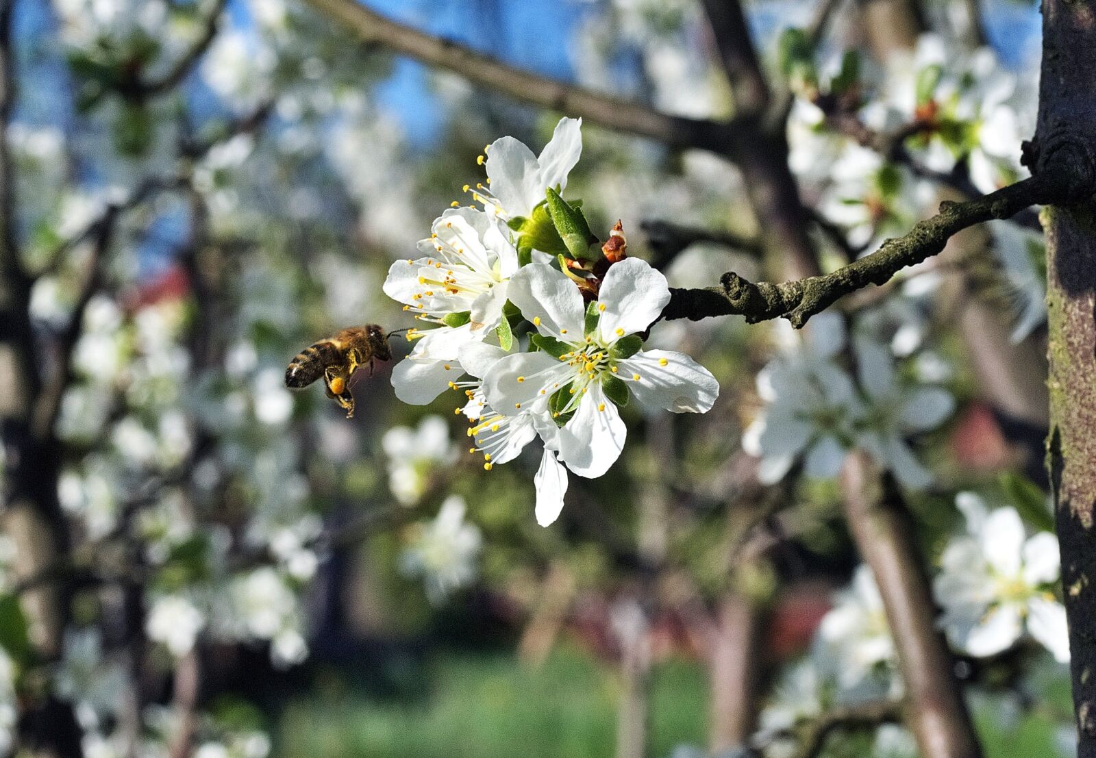 Nikon D80 sample photo. Bee, pollination, flower photography