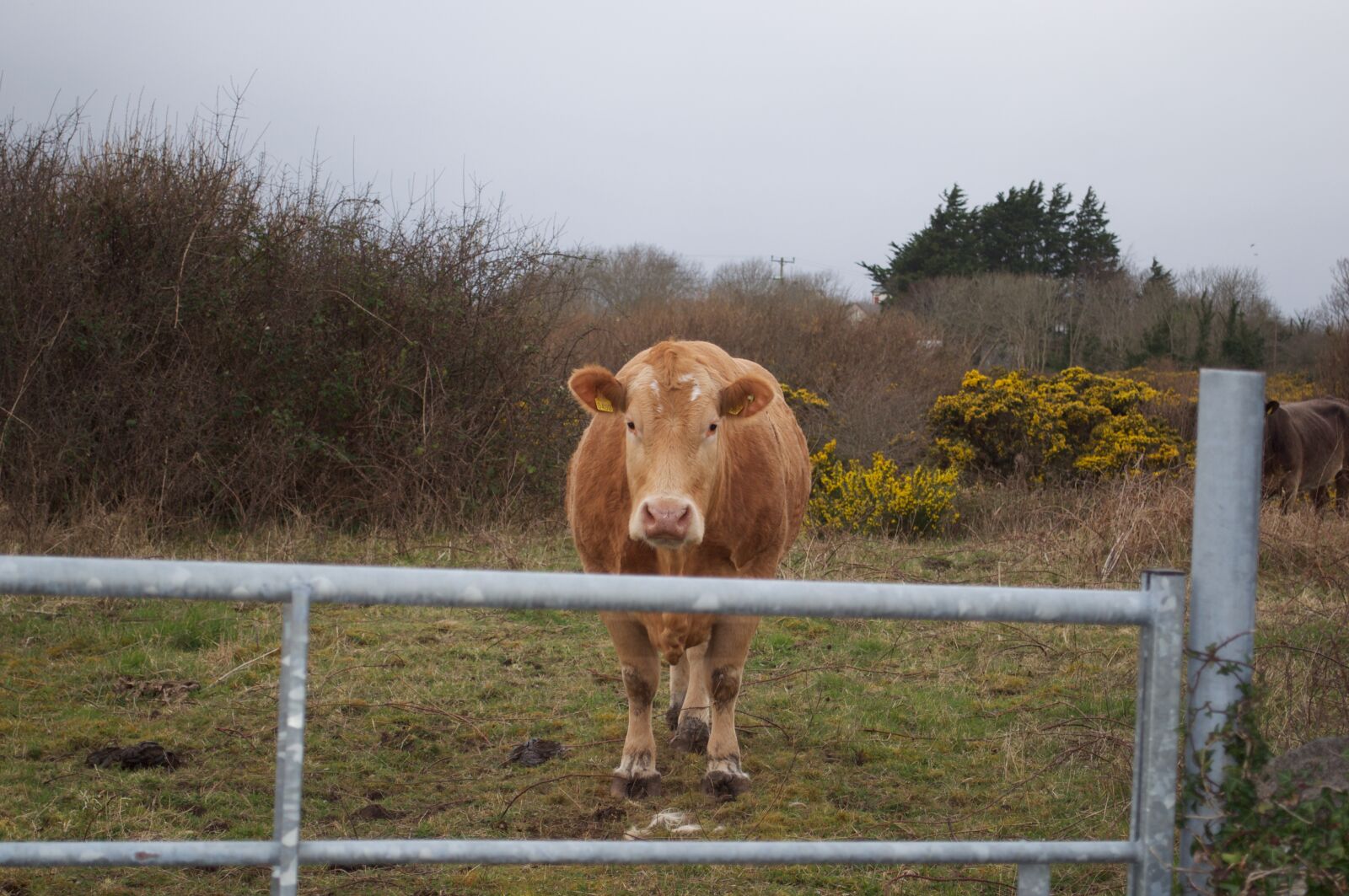 Nikon D5000 sample photo. Cow, wildlife, animal photography