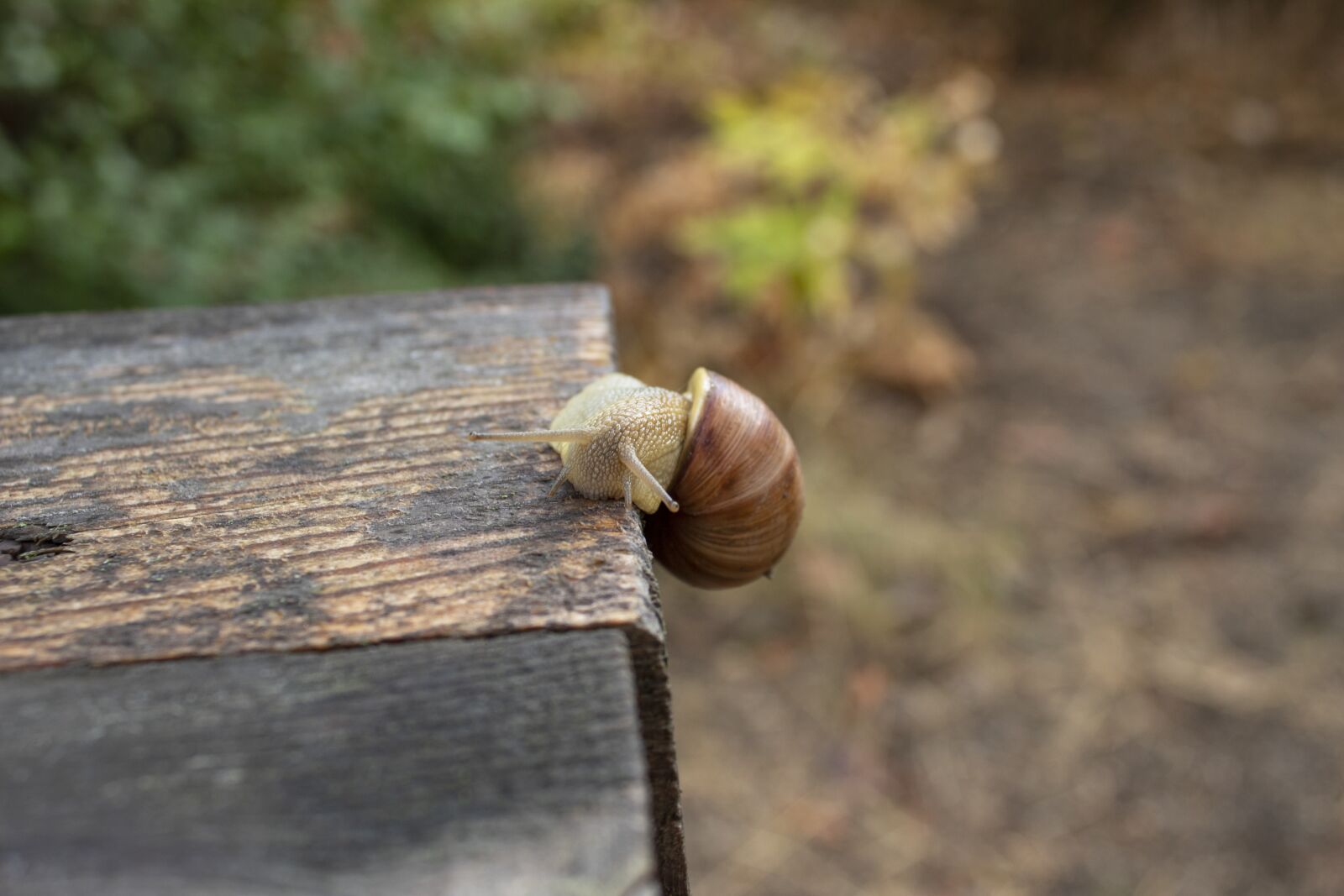 Canon EOS 4000D (EOS Rebel T100 / EOS 3000D) sample photo. Snail, creeps, slow photography