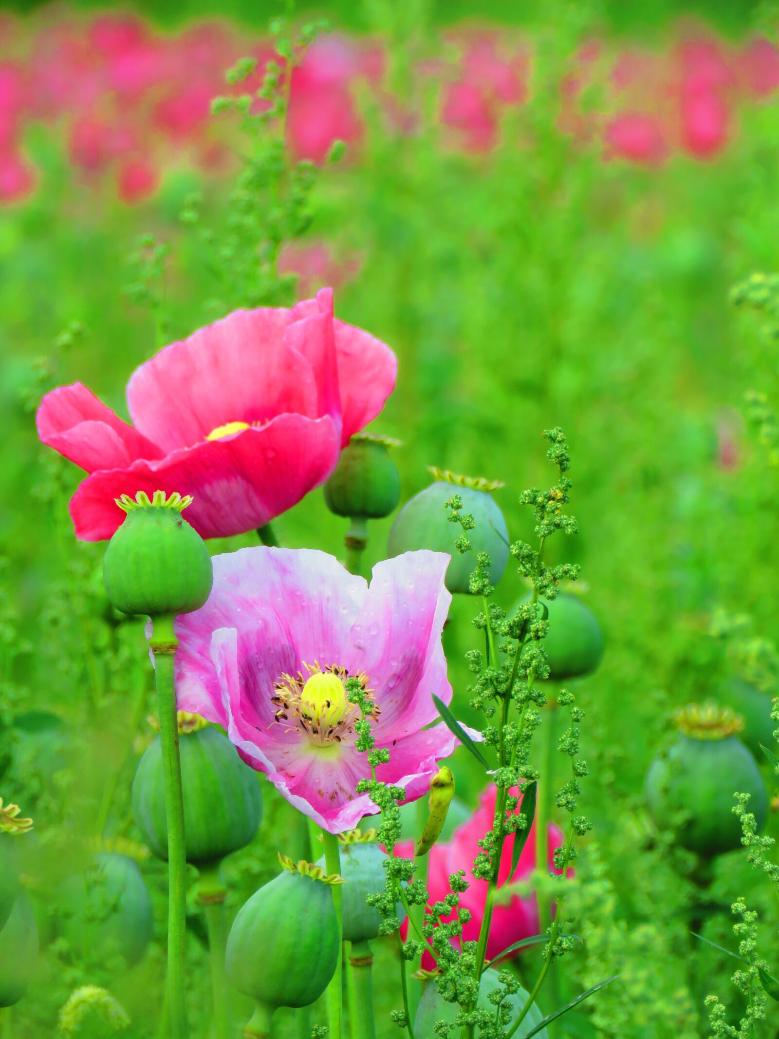 Canon PowerShot SX60 HS sample photo. Poppy, blossom, bloom photography