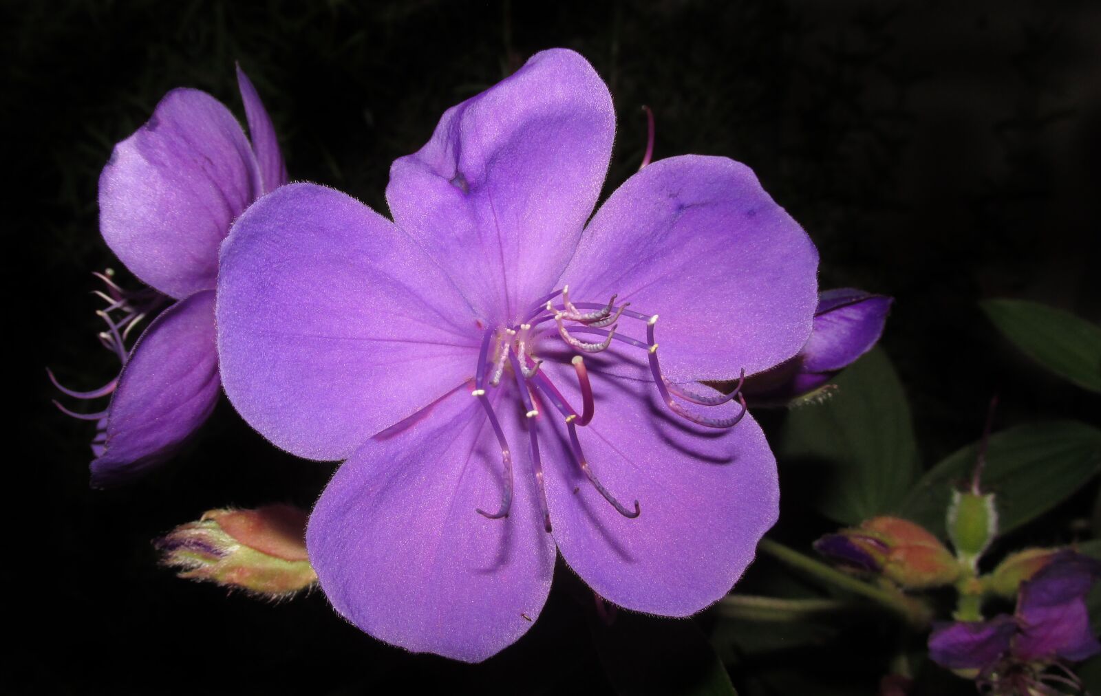 Canon PowerShot SX170 IS sample photo. Flower, purple, tree photography