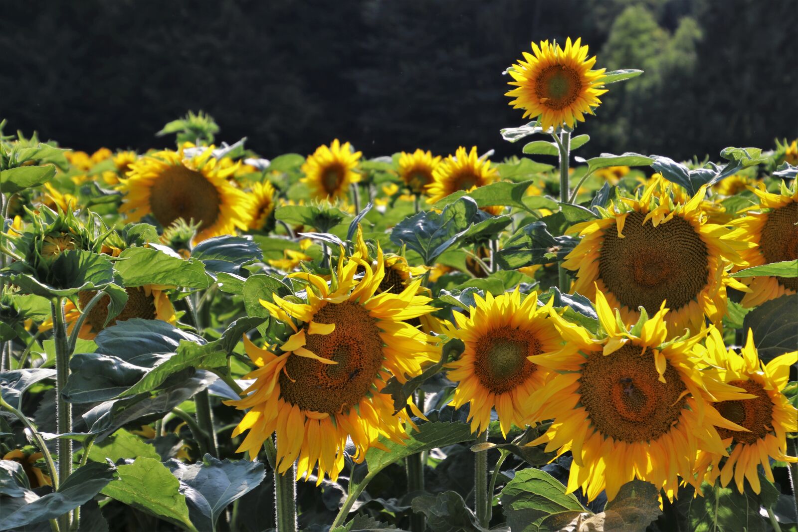 Canon EOS 80D sample photo. Sunflowers, yellow, sunflower photography