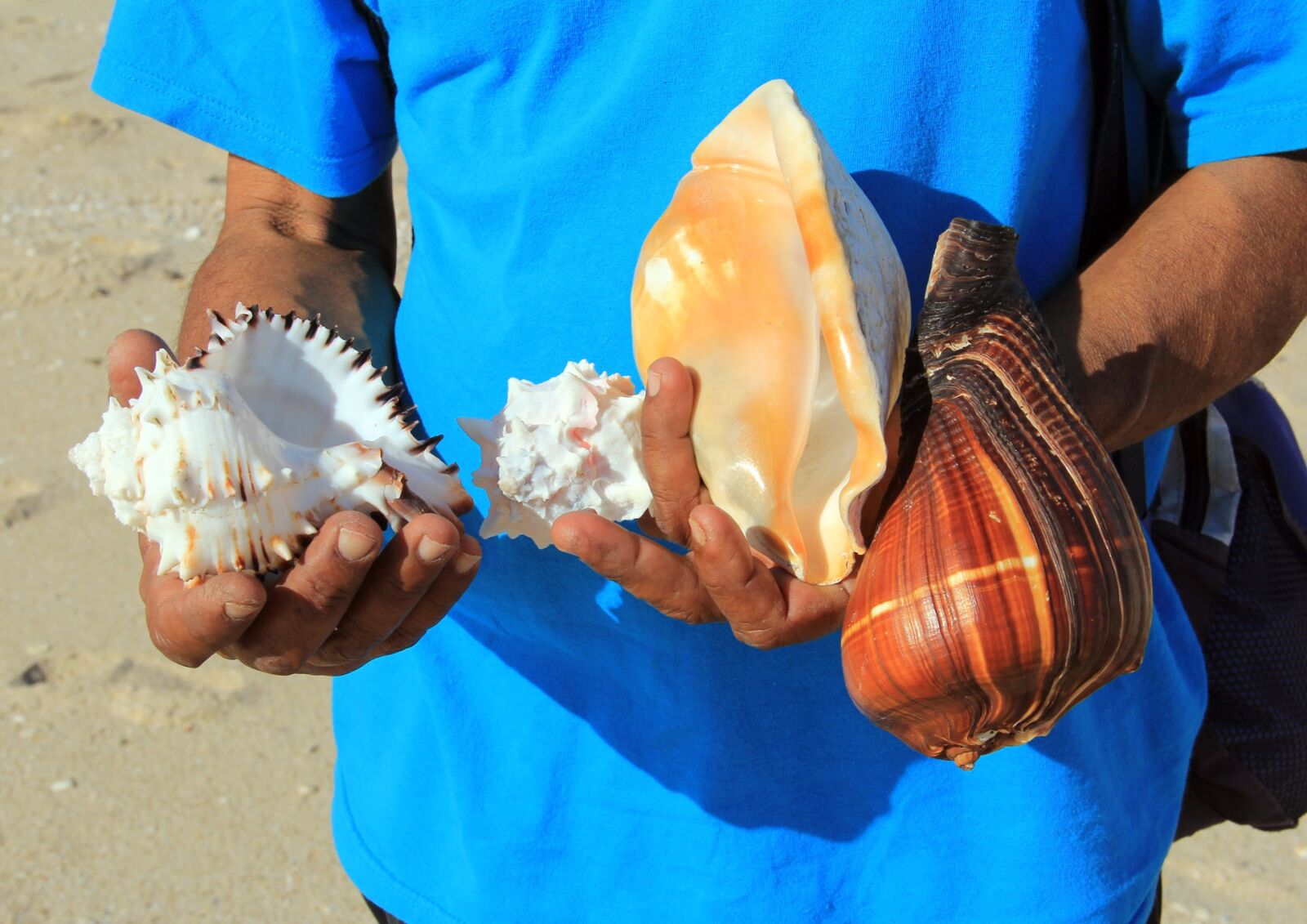 Canon EF-S 18-135mm F3.5-5.6 IS sample photo. Seashell, beach, sea photography