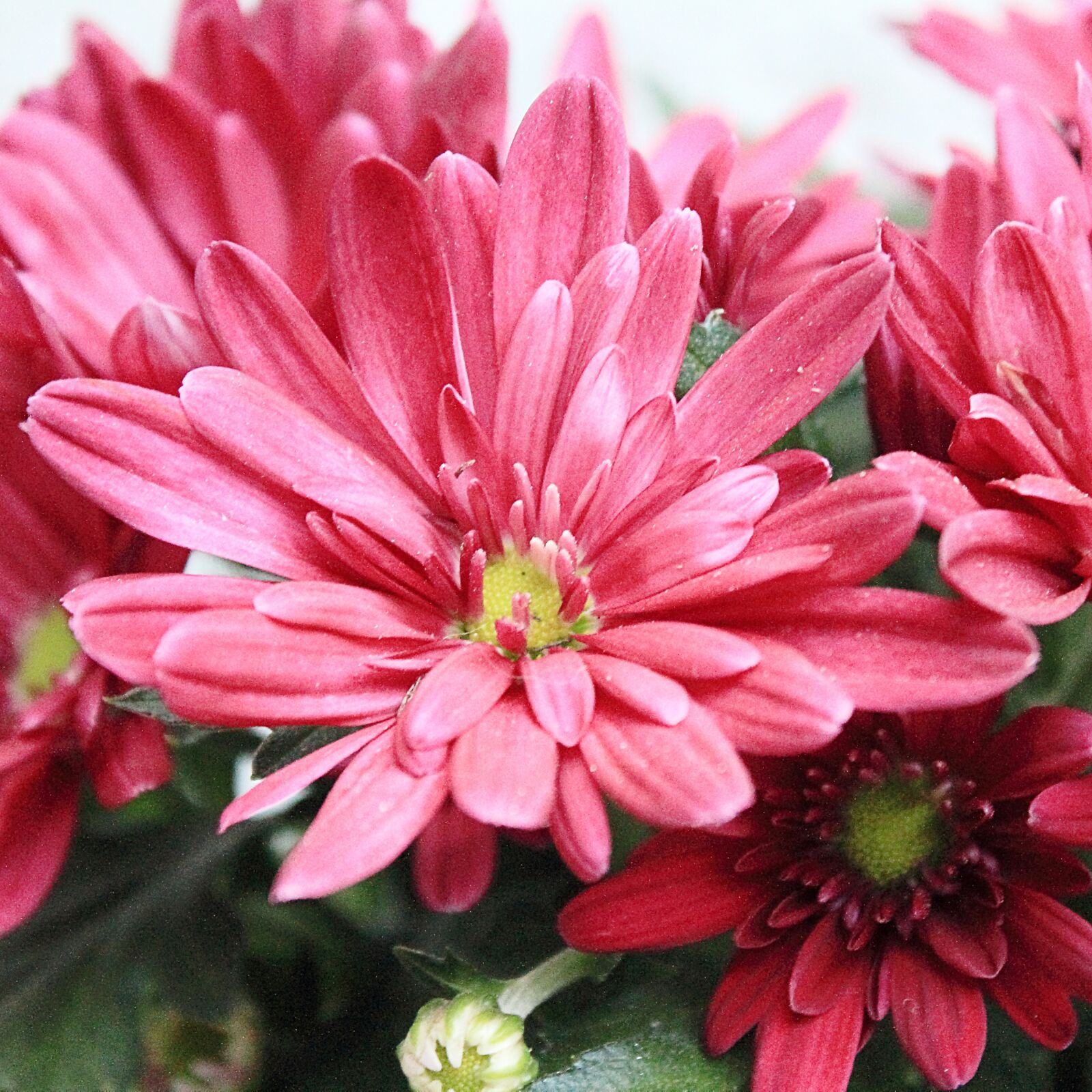 Canon EOS 1100D (EOS Rebel T3 / EOS Kiss X50) sample photo. Aster, blossom, bloom photography