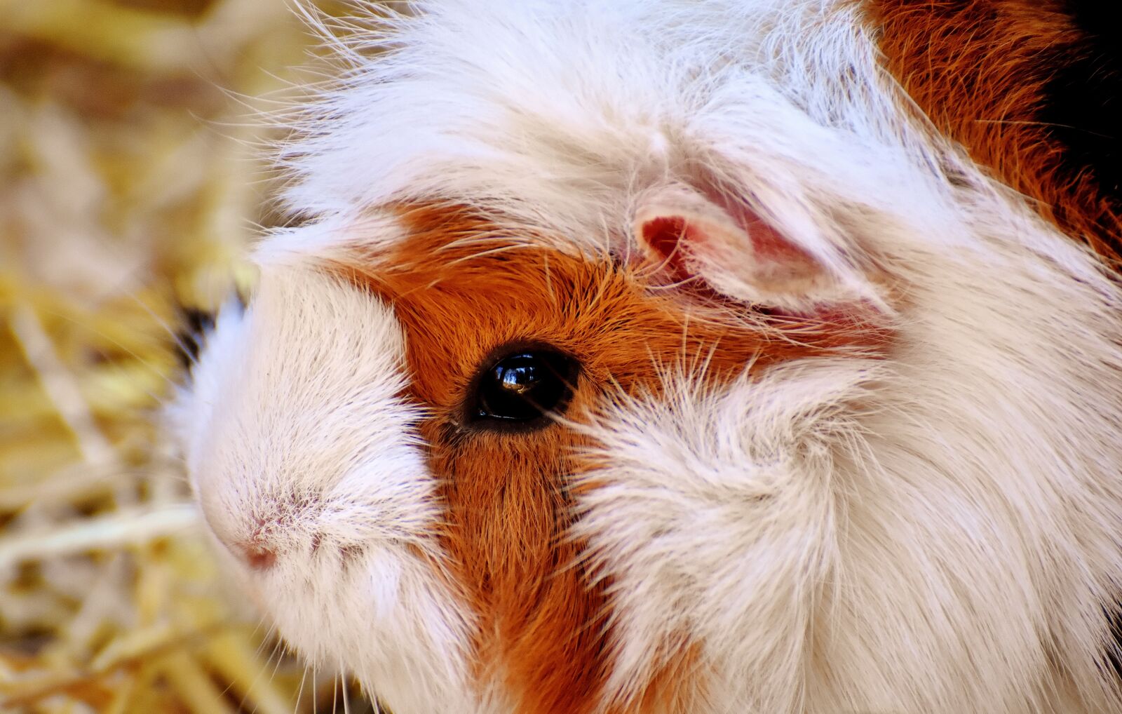 Nikon D7200 sample photo. Guinea pig, nager, cute photography