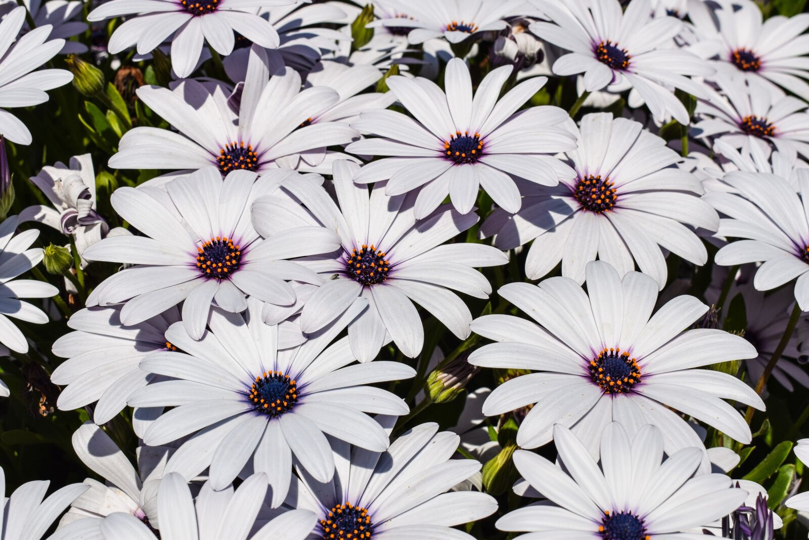 Nikon D3300 sample photo. African daisy, flowers, nature photography