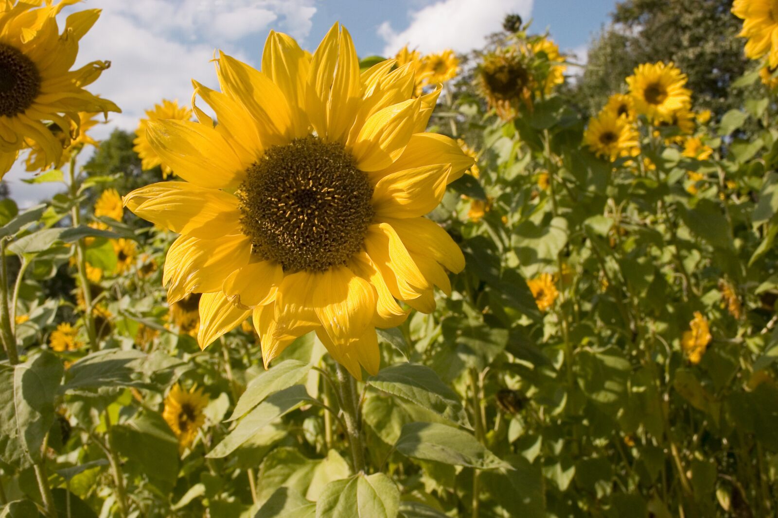Canon EOS 20D sample photo. Sunflower, flowers, the petals photography