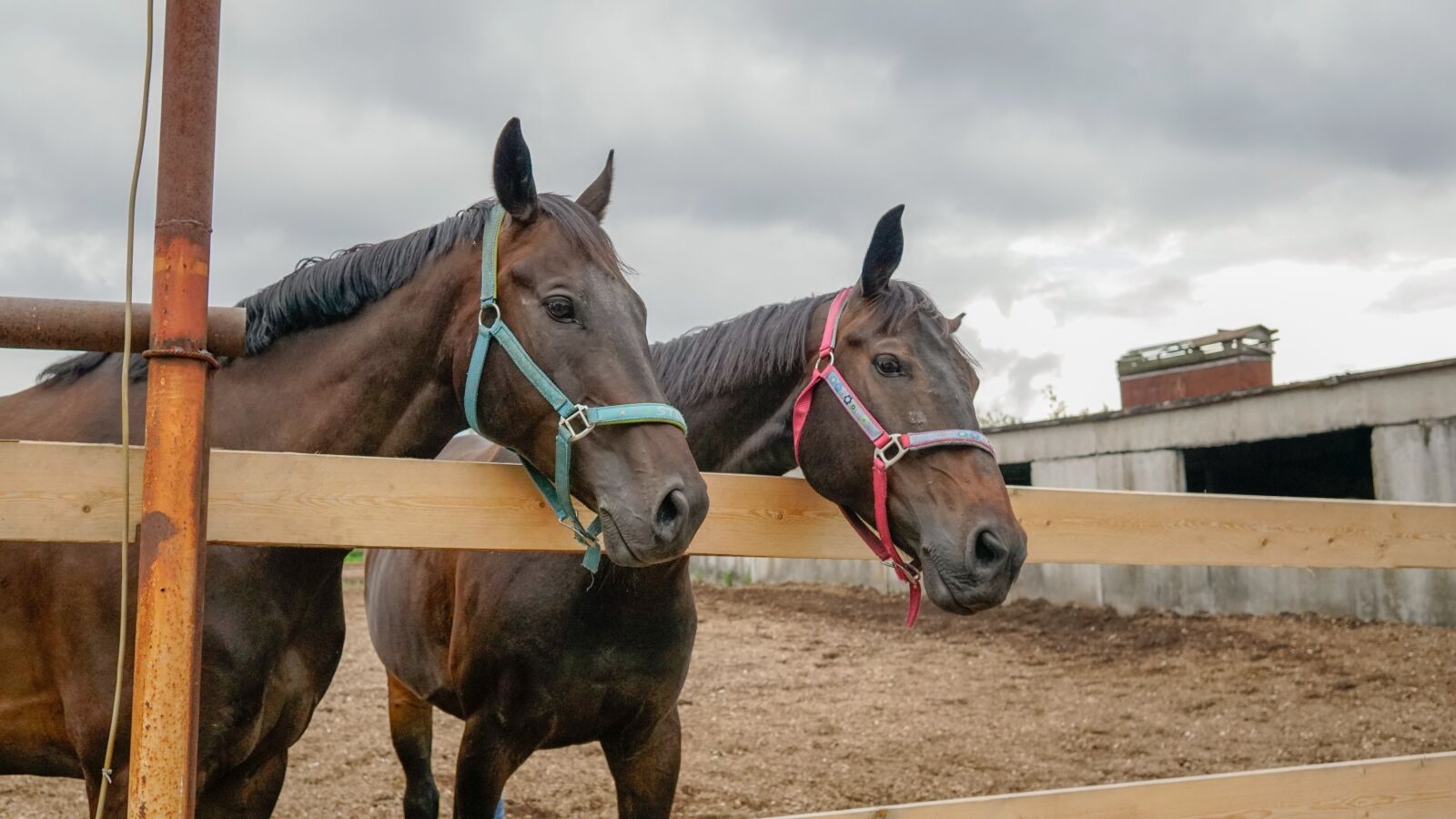 Sony a6500 + Sigma 19mm F2.8 EX DN sample photo. Horse, animals, brown photography