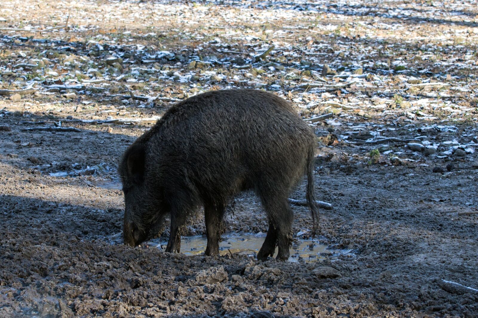 Canon EOS 600D (Rebel EOS T3i / EOS Kiss X5) + Canon EF 70-200mm F4L USM sample photo. Wild, wild boars, forest photography