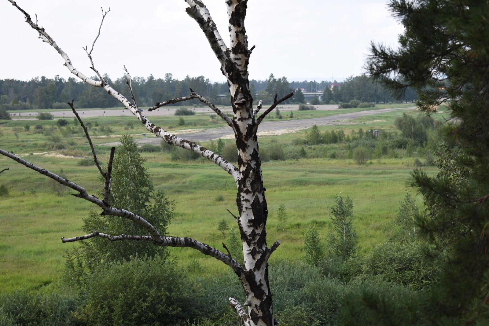 Nikon D3500 sample photo. Birch, landscape, trees photography