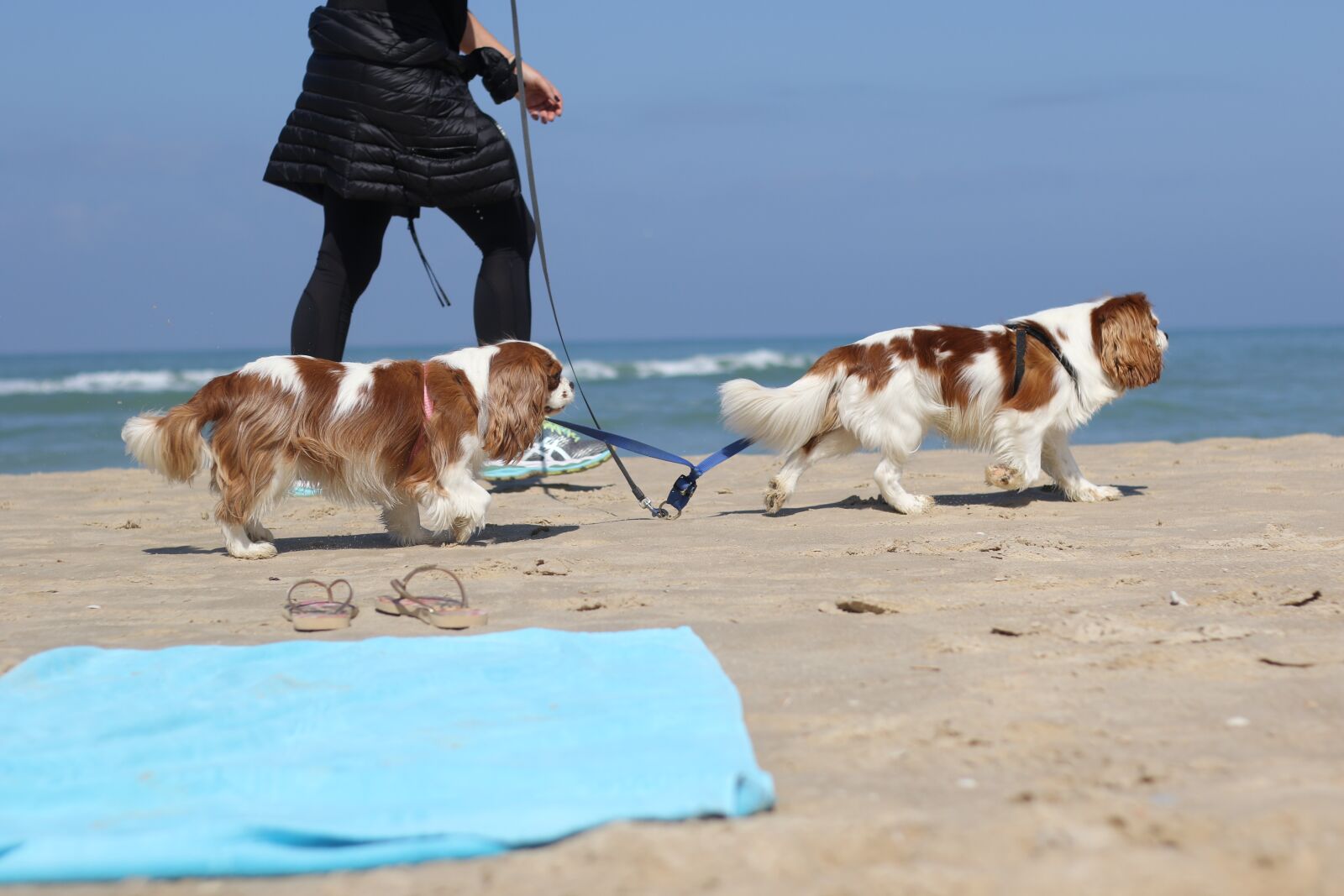 Canon EF 50mm F1.8 STM sample photo. Dogs, breed, sea photography