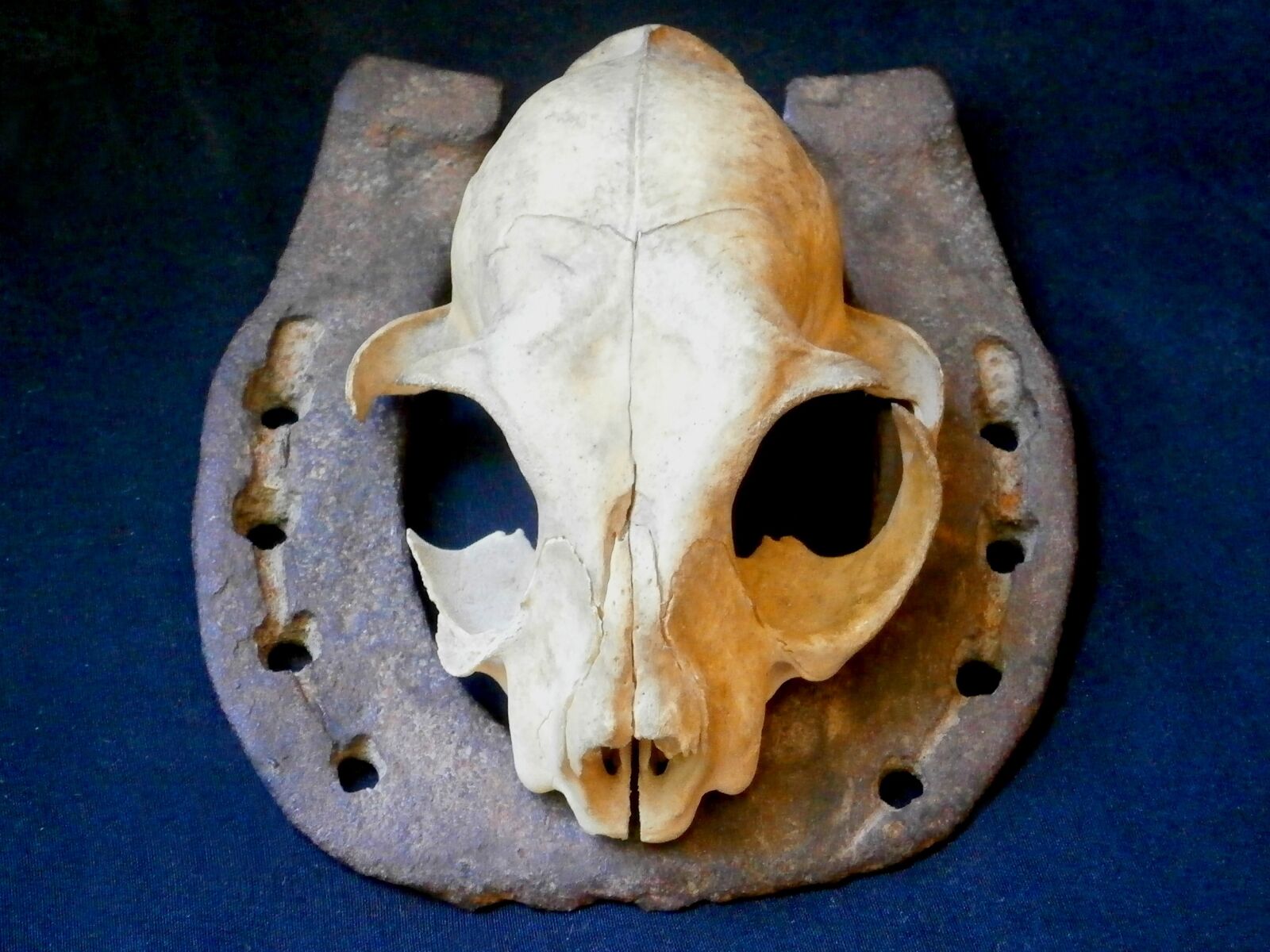 Olympus VH210 sample photo. Skull, animal skull, cat photography
