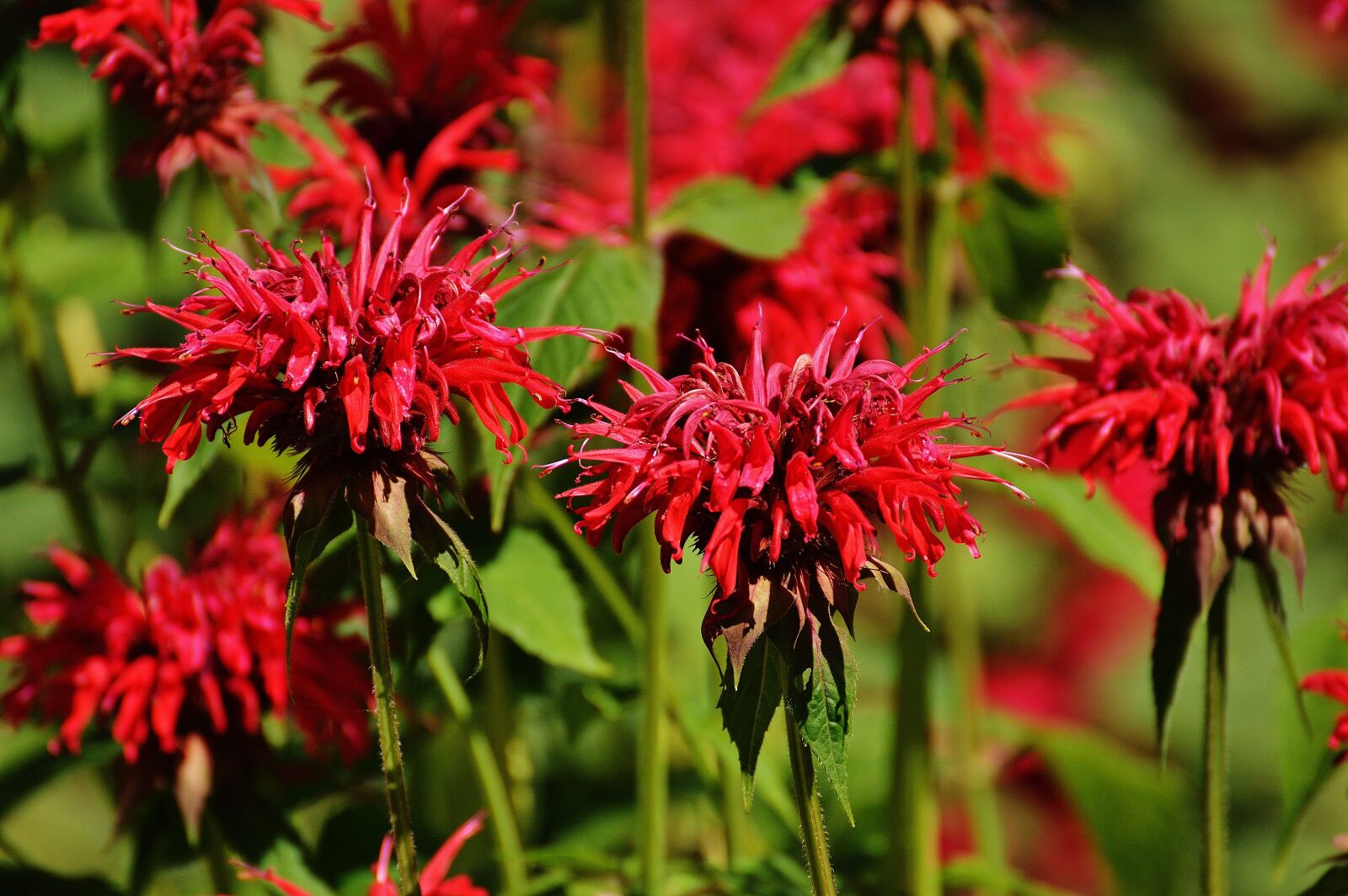 Nikon D3200 sample photo. Indian nettle, flower, red photography