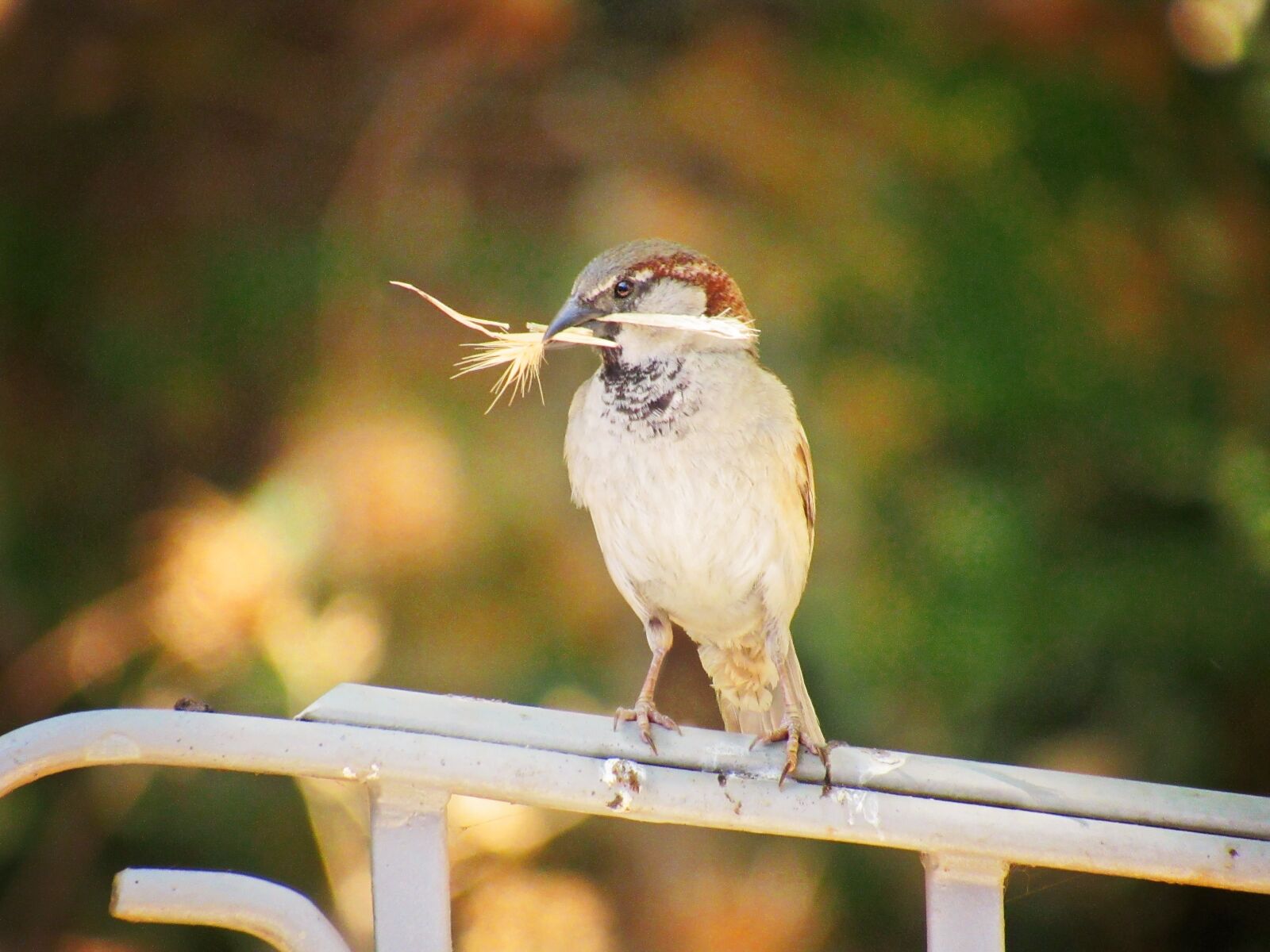 Canon PowerShot SX530 HS sample photo. Sparrow, grass, bird photography