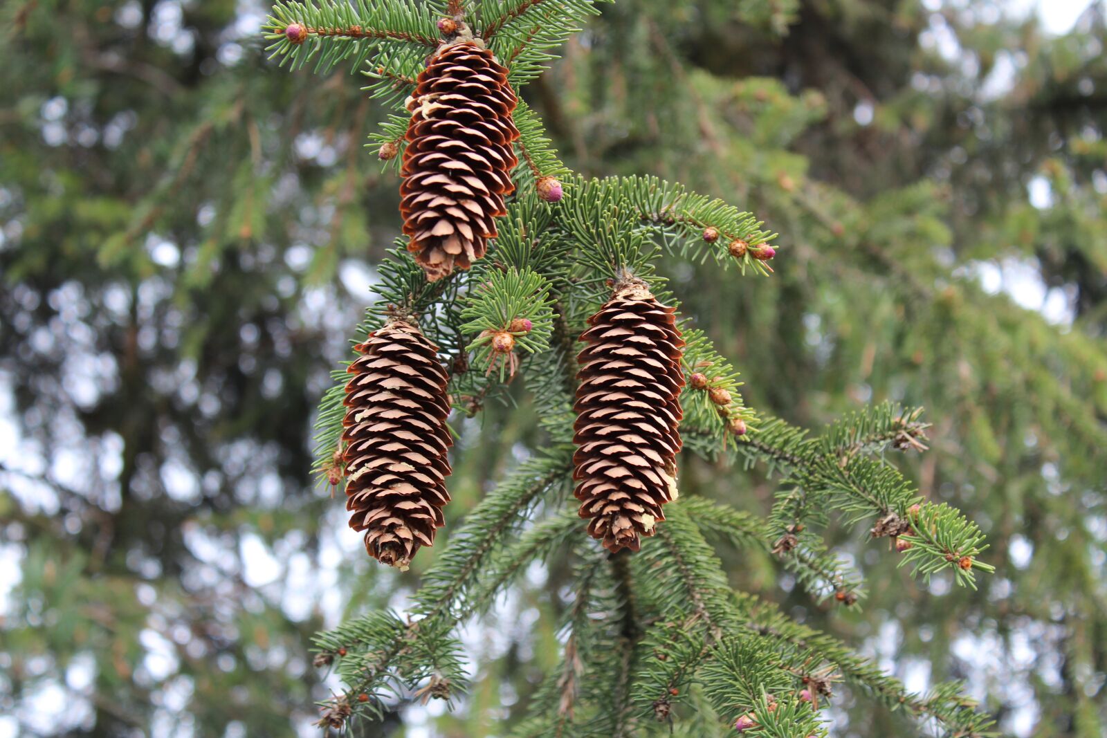 Canon EOS 1300D (EOS Rebel T6 / EOS Kiss X80) sample photo. Tree, nature, cones photography