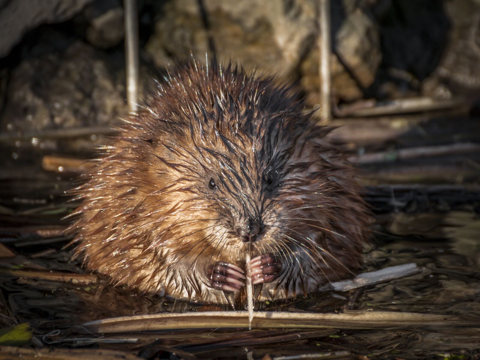 Canon EOS 70D sample photo. Rat, animal, rodent photography
