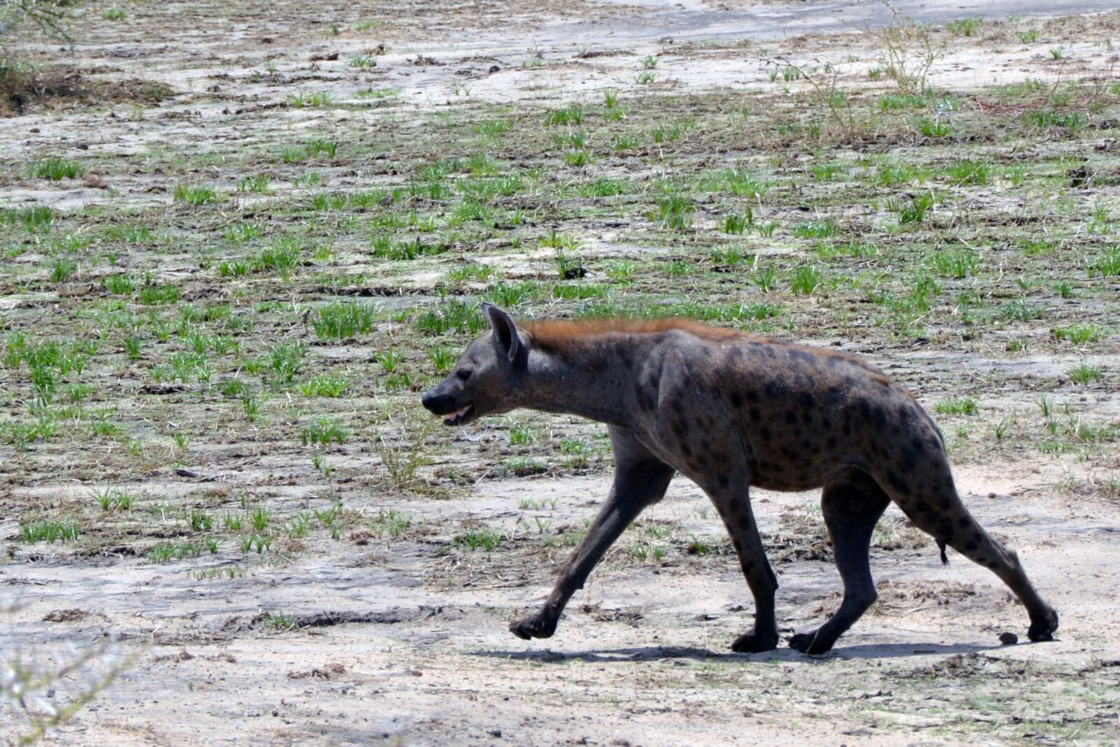 Nikon D5200 sample photo. Hyena, savannah, tanzania photography
