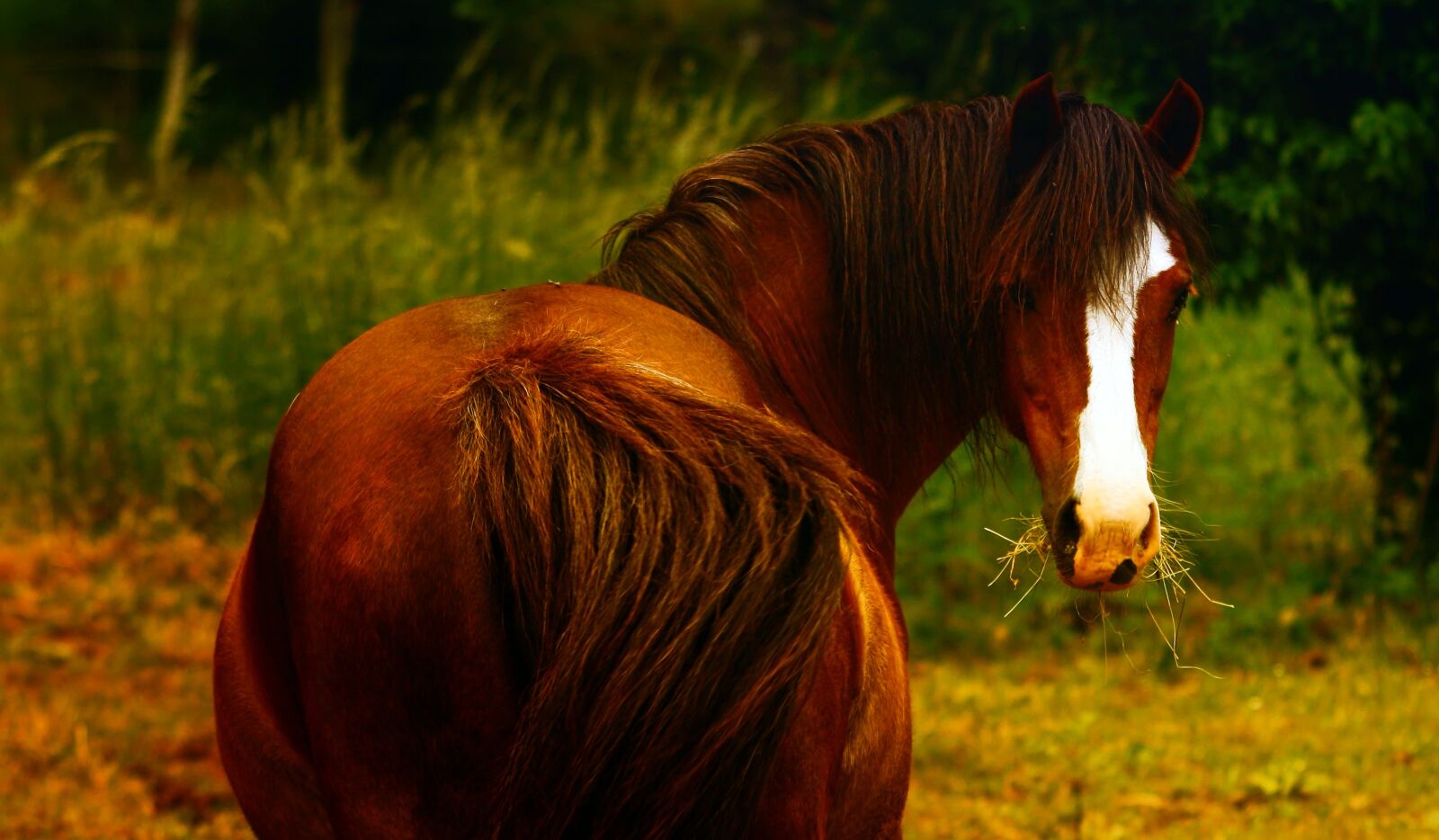 Canon EOS 1000D (EOS Digital Rebel XS / EOS Kiss F) sample photo. Animal, ponies, animals photography