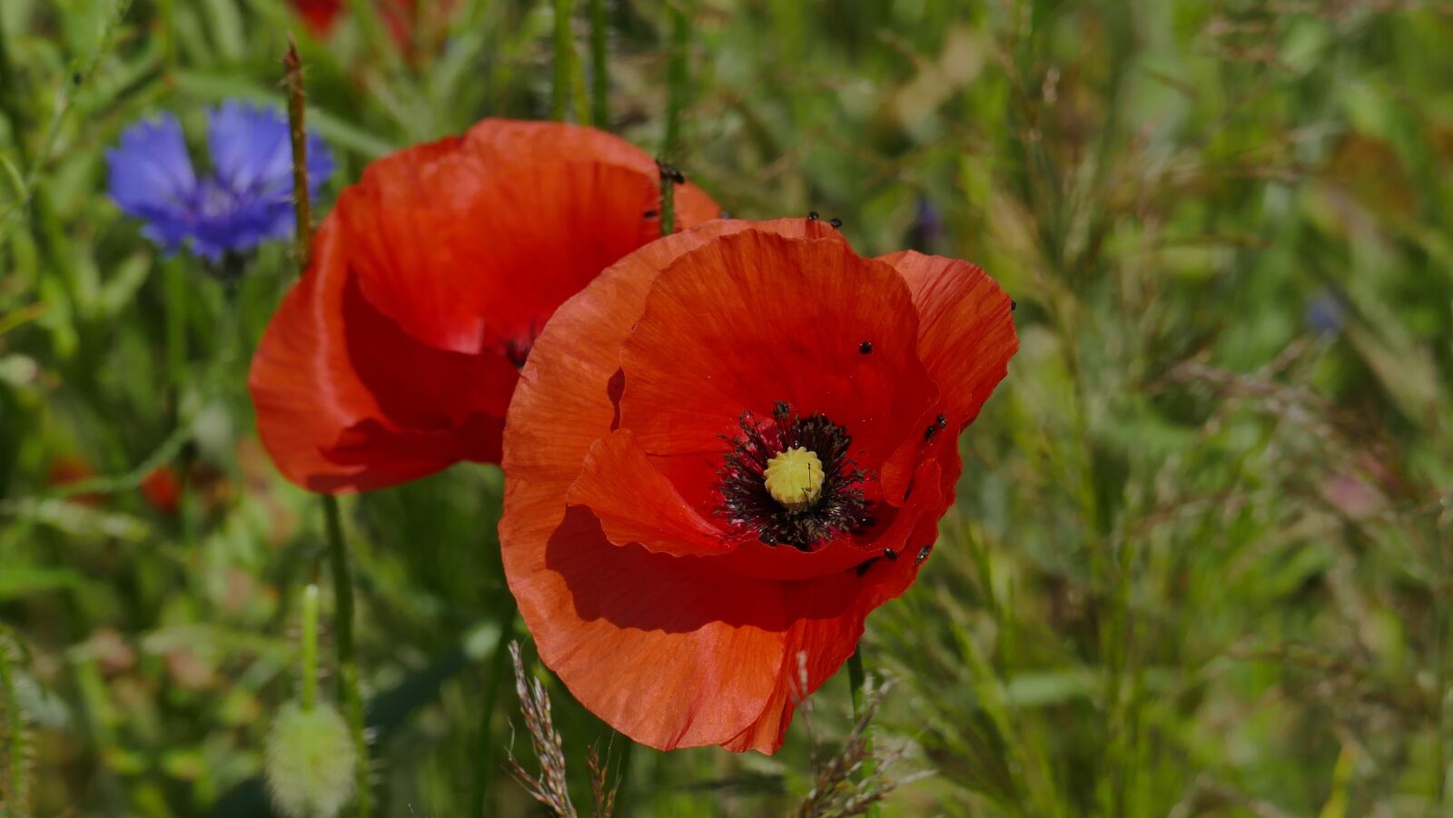 Leica V-Lux (Typ 114) sample photo. Poppy, blossom, bloom photography