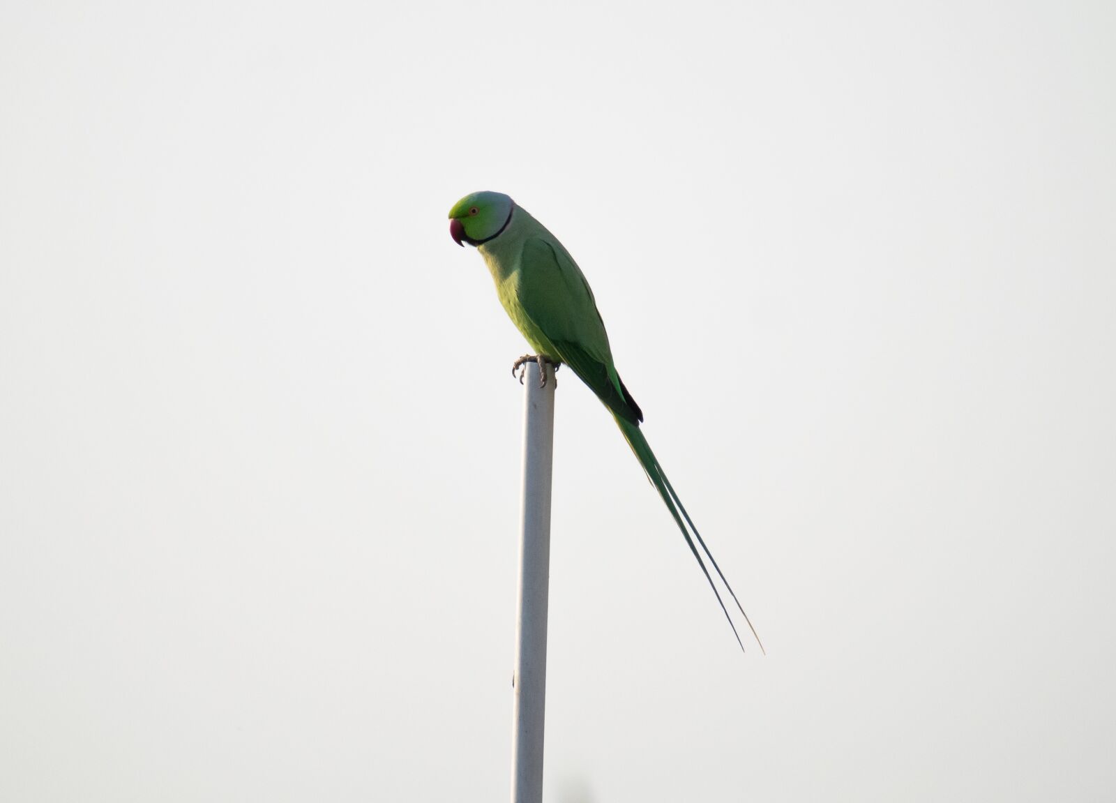 Nikon D3300 sample photo. Parrot, sitting, bird photography