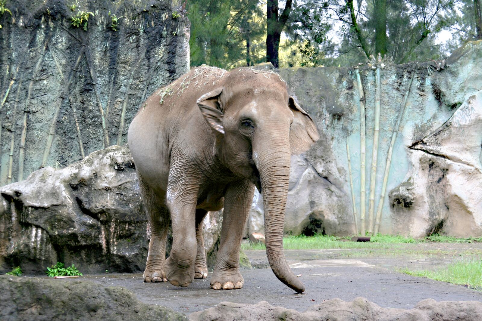 Canon EOS 350D (EOS Digital Rebel XT / EOS Kiss Digital N) sample photo. Elephant, zoo, walk photography