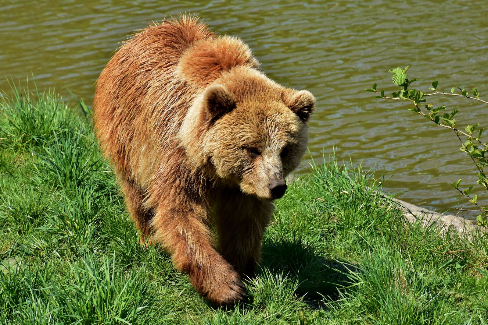 Nikon D7200 sample photo. European brown bear, brown photography