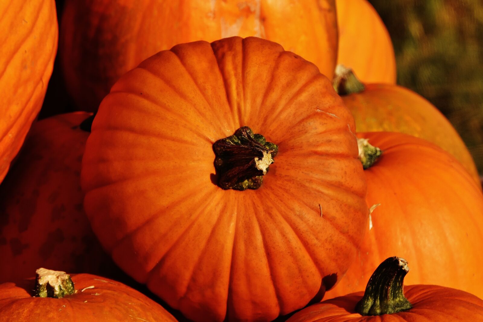 Nikon D7200 sample photo. Pumpkins, autumn, autumn decoration photography