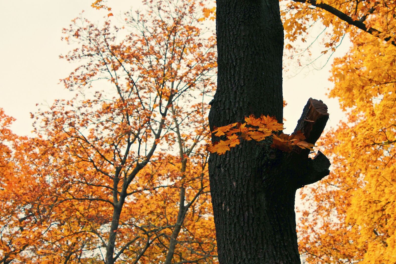 Canon EOS 1200D (EOS Rebel T5 / EOS Kiss X70 / EOS Hi) sample photo. Autumn, season, nature photography